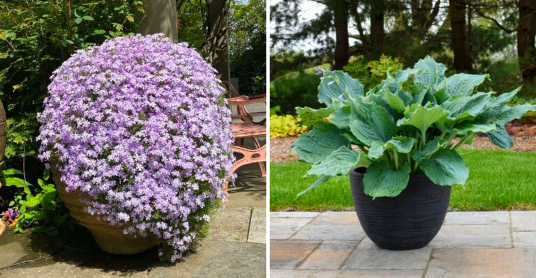 8 Hardy Michigan Perennials That Thrive In Containers Year Round