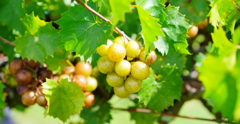 muscadine grapes