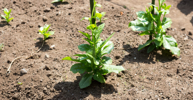vegetables (featured image)