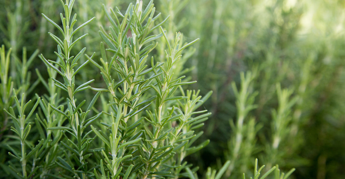 rosemary (featured image)