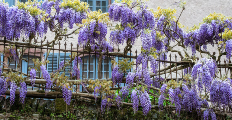 8 Illinois Climbing Plants For Fast Fence Coverage With No Foundation Worries