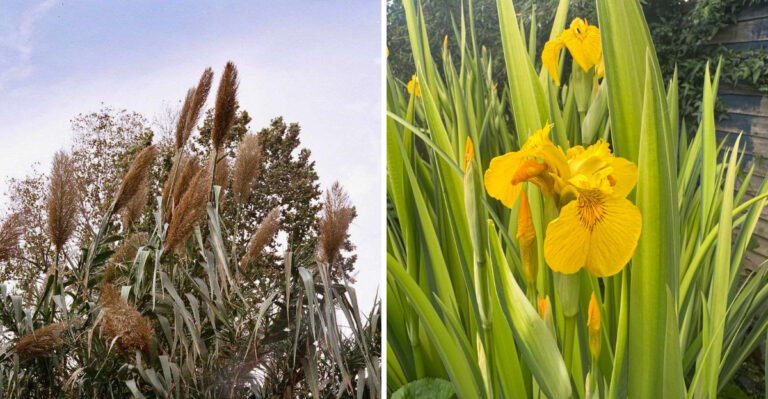 8 Invasive Arizona Perennials That Can Take Over Your Garden