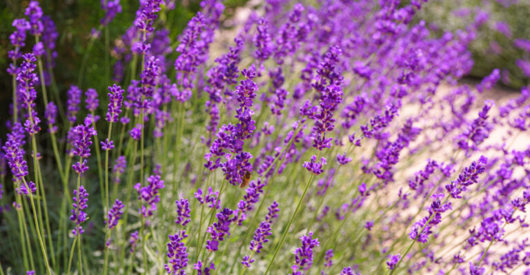 lavender (featured image)