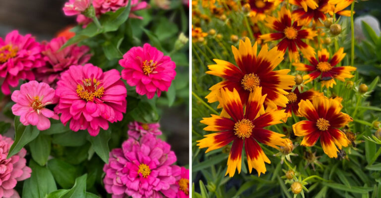 zinnia and coreopsis