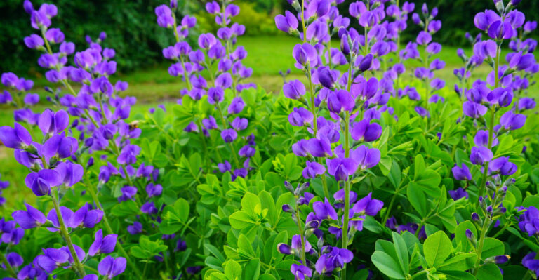 blue wild indigo