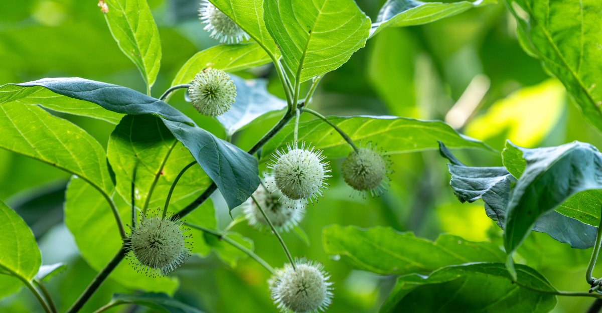 buttonbush