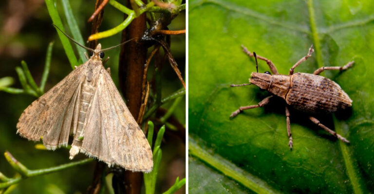 8 Minnesota Lawn Pests Most Homeowners Mistake For Drought Damage Every Summer