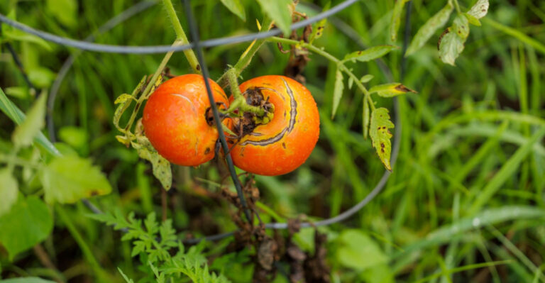 8 Mistakes Causing Your Illinois Tomatoes To Split Before You Even Pick Them