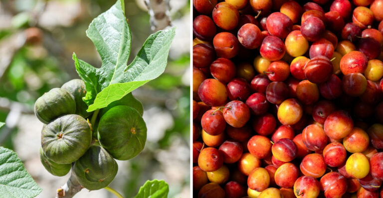 8 Most Productive Fruit Trees For Virginia’s Hot, Humid Climate