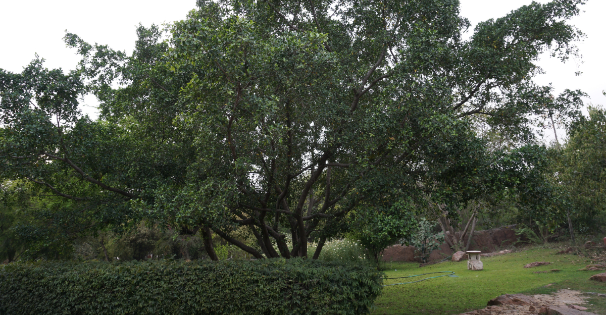 Myrcianthes fragrans