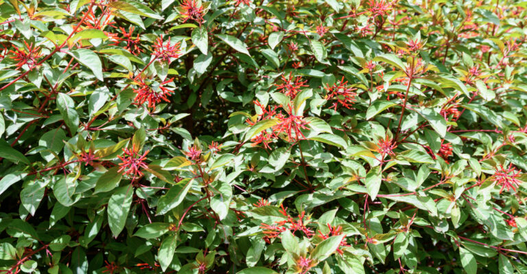 firebush