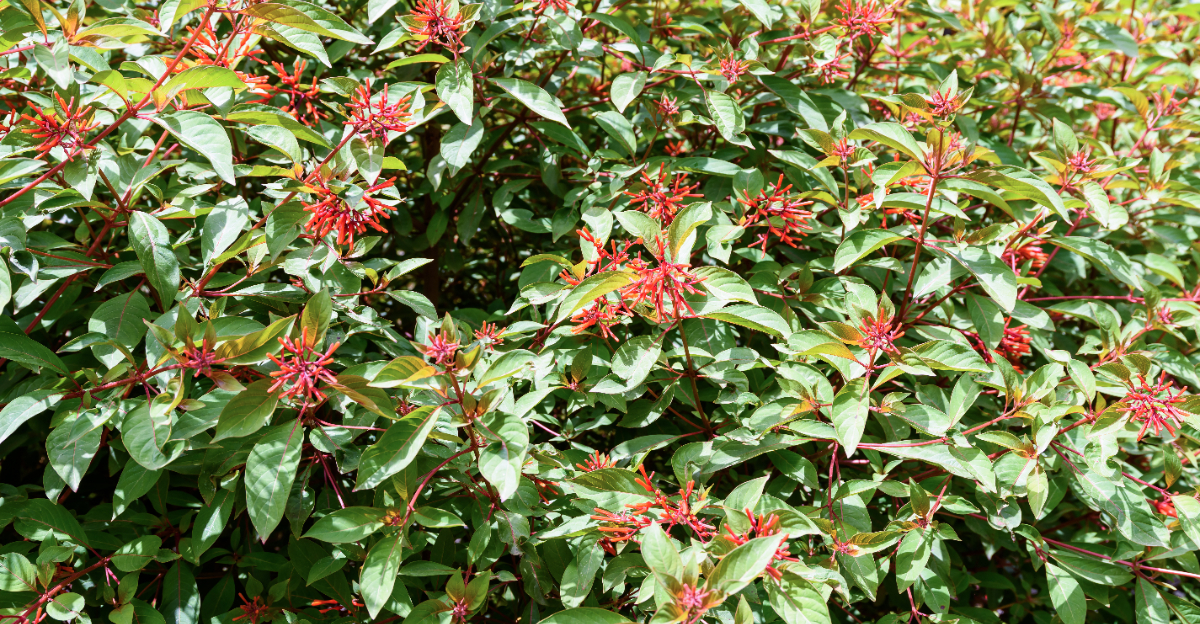 firebush