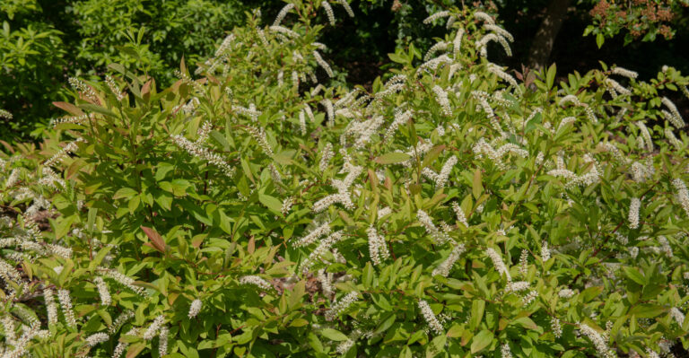shrubs (featured image)