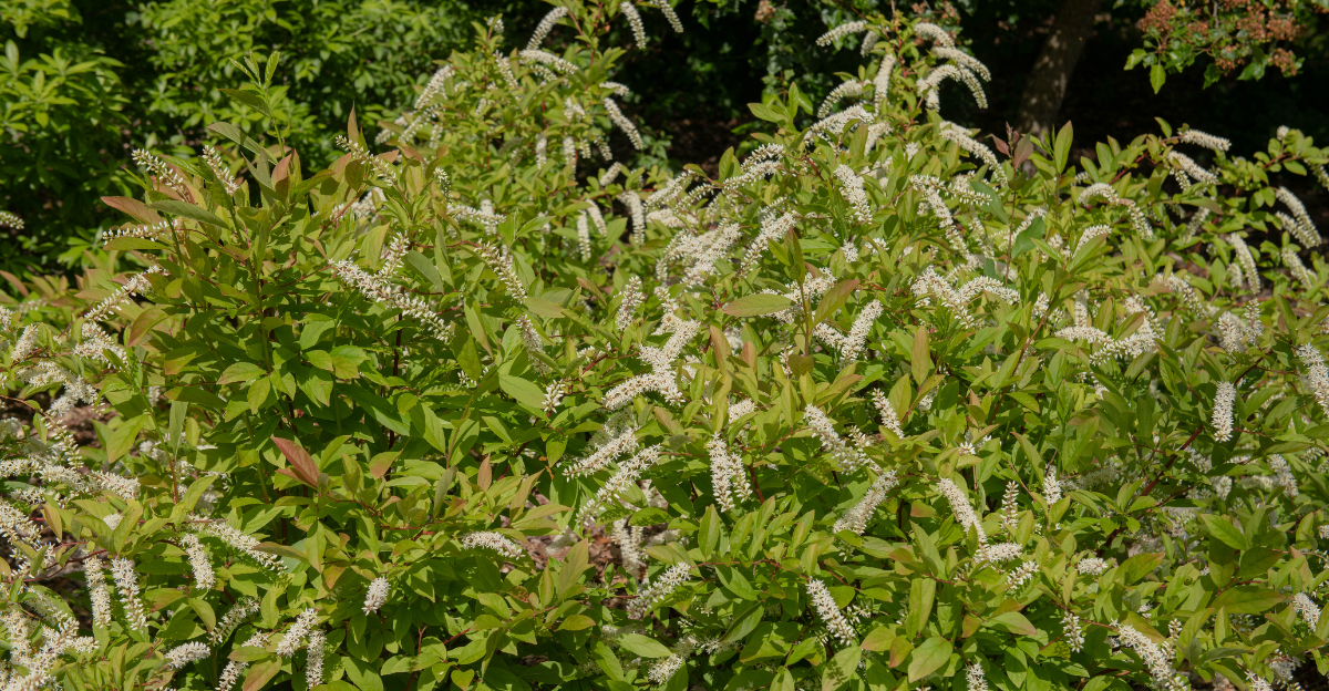 shrubs (featured image)