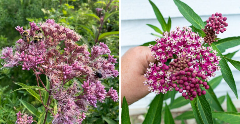 8 Native Michigan Plants That Grow Themselves And 5 That Humble Even Experienced Gardeners