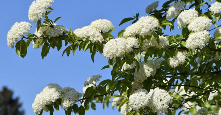 Blackhaw Viburnum