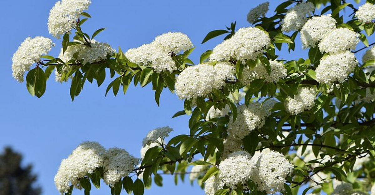 Blackhaw Viburnum