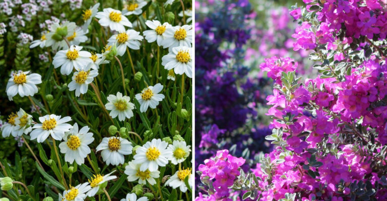 blackfoot daisy and texas sage