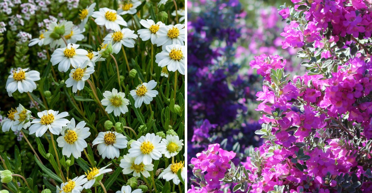 blackfoot daisy and texas sage