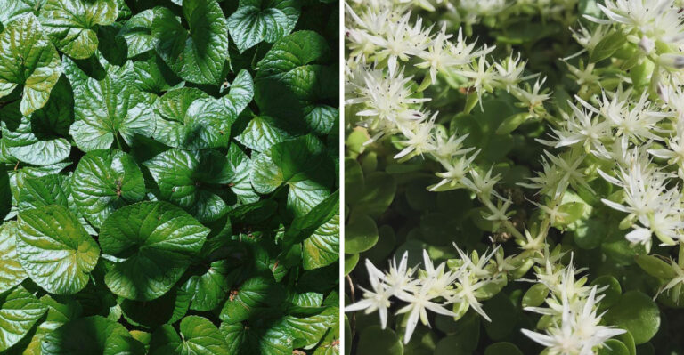 8 Native Tennessee Plants That Handle Heat Like Champions And Put Mulch Out Of A Job