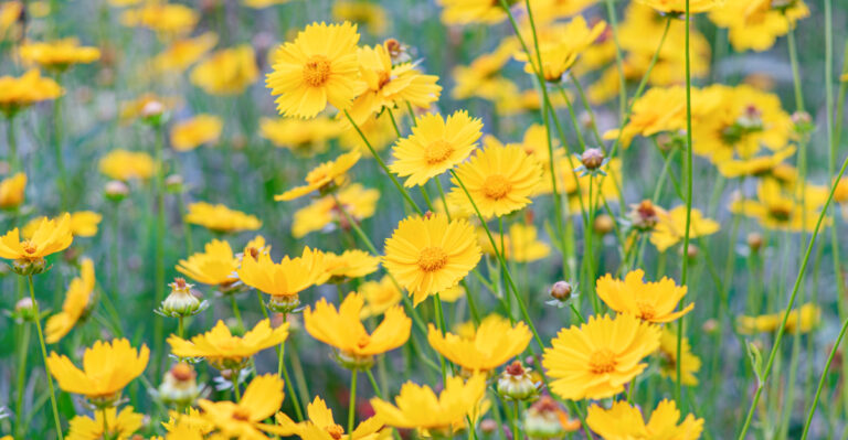 plant (featured image)