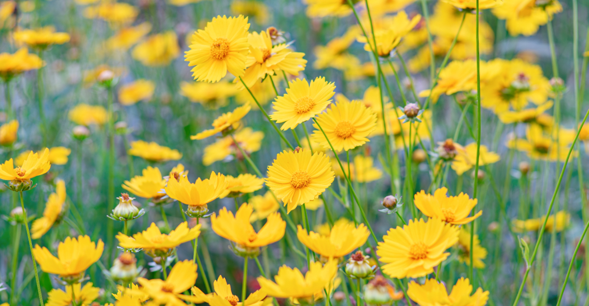 plant (featured image)