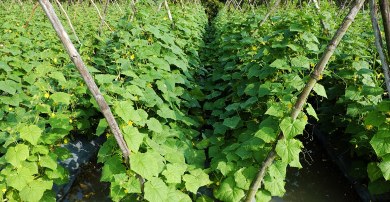 8 New Jersey Cucumber Tips To Follow Right After Planting