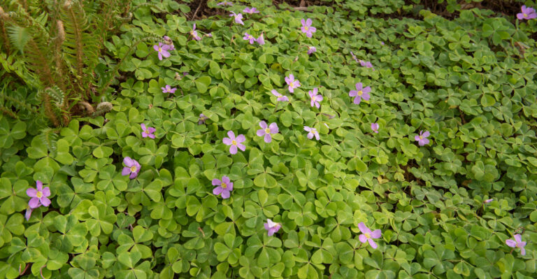 8 Oregon Garden Plants That Create A Cool And Peaceful Outdoor Escape