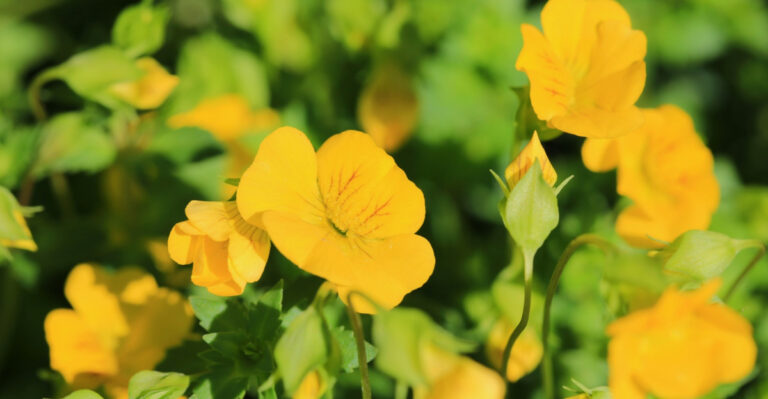 8 Pennsylvania Flowers To Grow Instead Of Geraniums For Long-Lasting Blooms