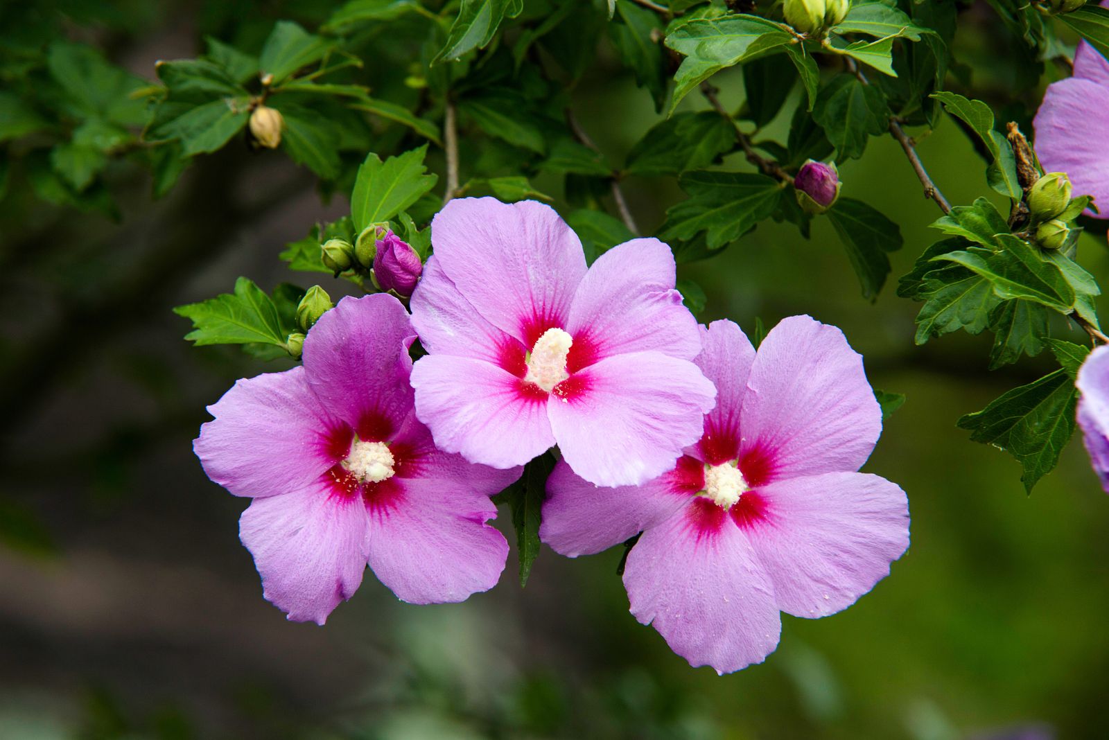 rose of sharon