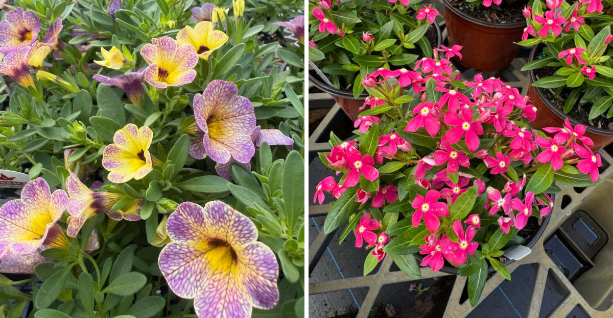 Calibrachoa and Vinca