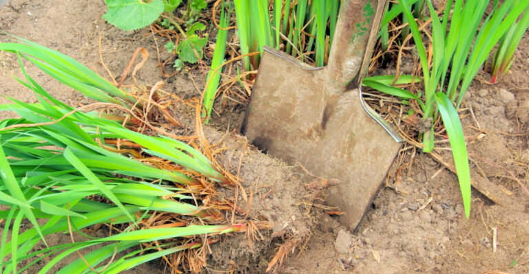 8 Plants Arizona Gardeners Can Divide Before Summer Heat Arrives