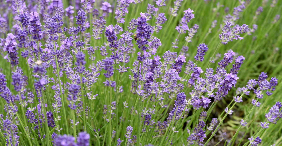 Lavender (featured image)