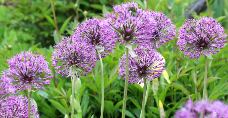 plants (featured image)