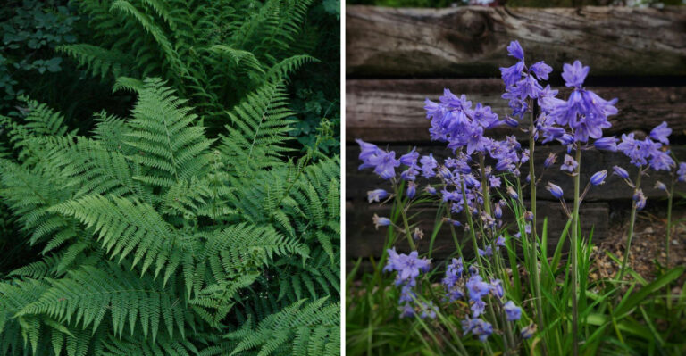 8 Plants Making Shady Virginia Yards Look Amazing