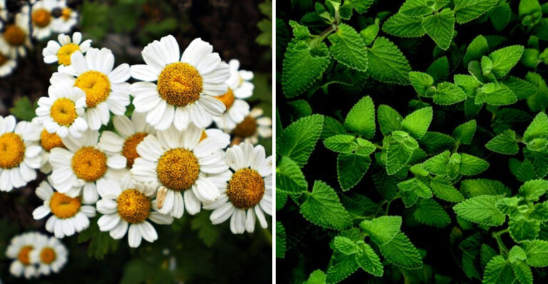 8 Plants New Jersey Gardeners Are Growing To Help Keep Ticks Away