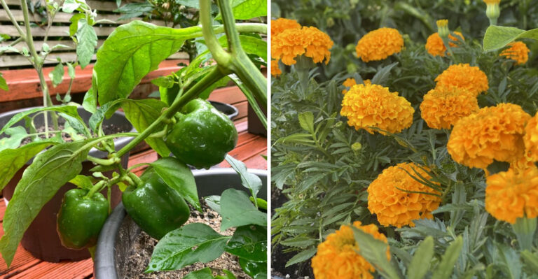 8 Plants That Benefit From Eggshells In Georgia Gardens