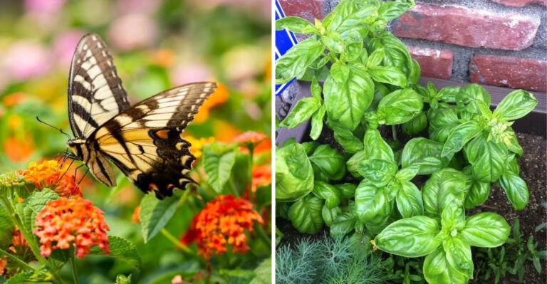 8 Plants That Bring Butterflies To Georgia Gardens And Keep Mosquitoes Away