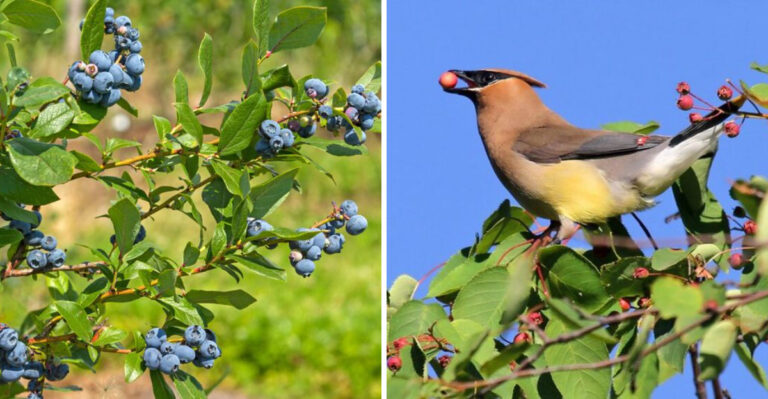 blueberry and bird