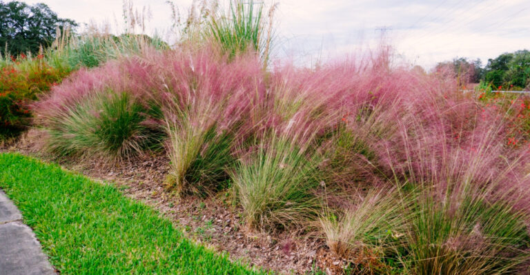 8 Plants That Grow Surprisingly Well Along Georgia Driveways