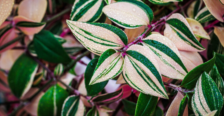 tradescantia