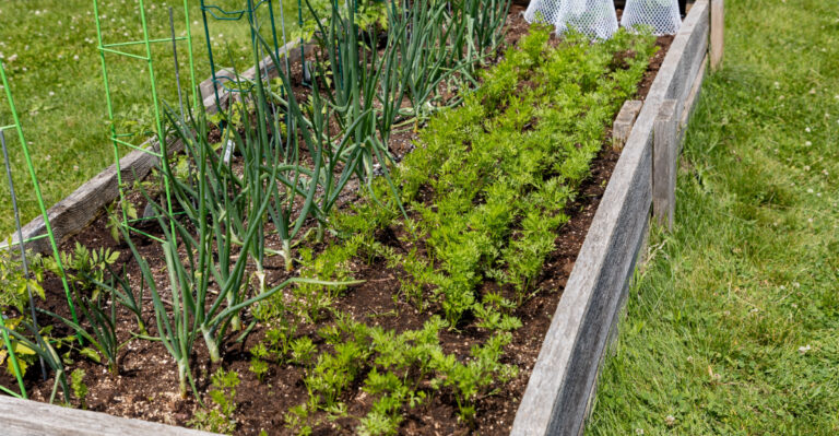 onion (featured image)
