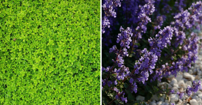 8 Plants That Naturally Repel Mosquitoes On Maryland Patios