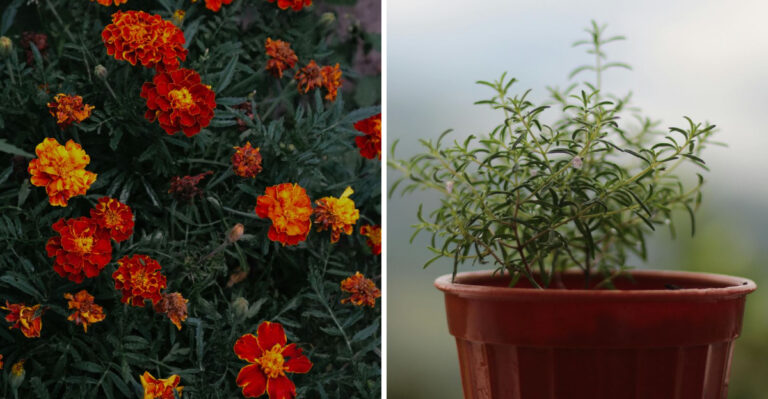 8 Plants That Smell Amazing To You And Terrible To Louisiana Mosquitoes