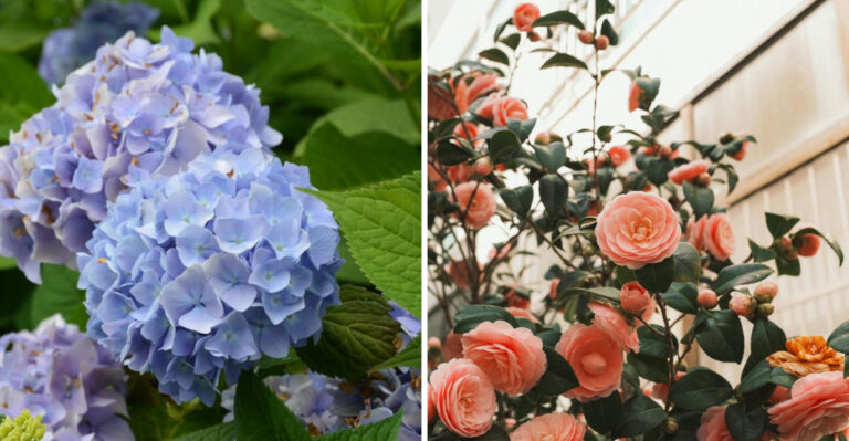 8 Plants That Thrive With Coffee Grounds In Virginia Gardens