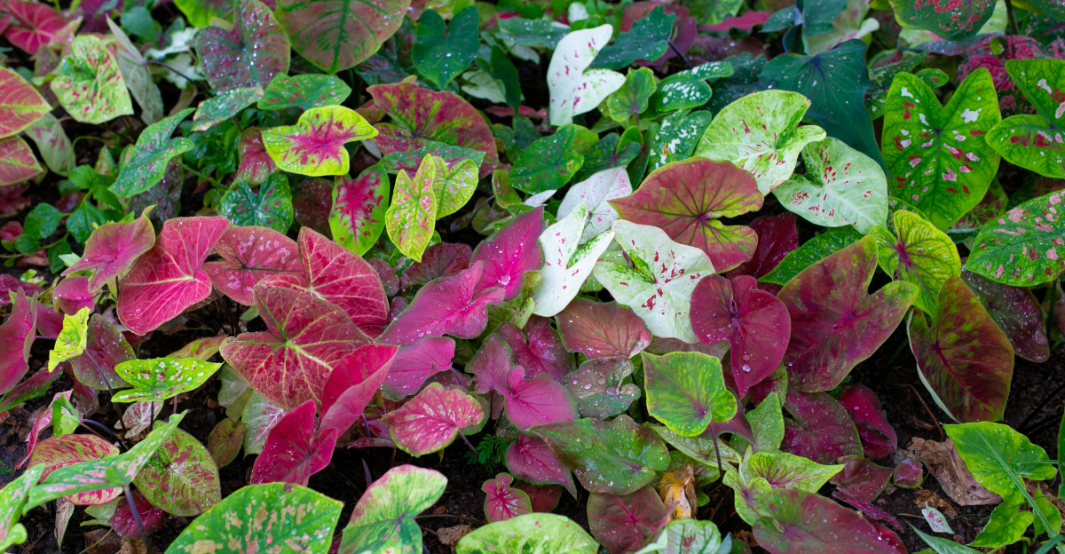 caladium