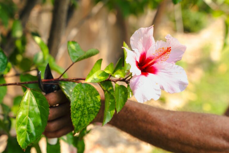 pruning hibiscus