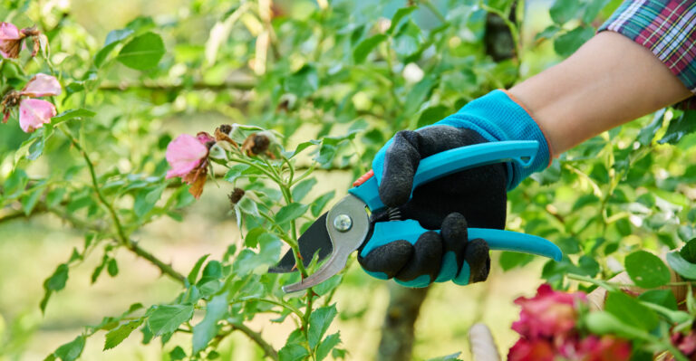 pruning roses (featured image)