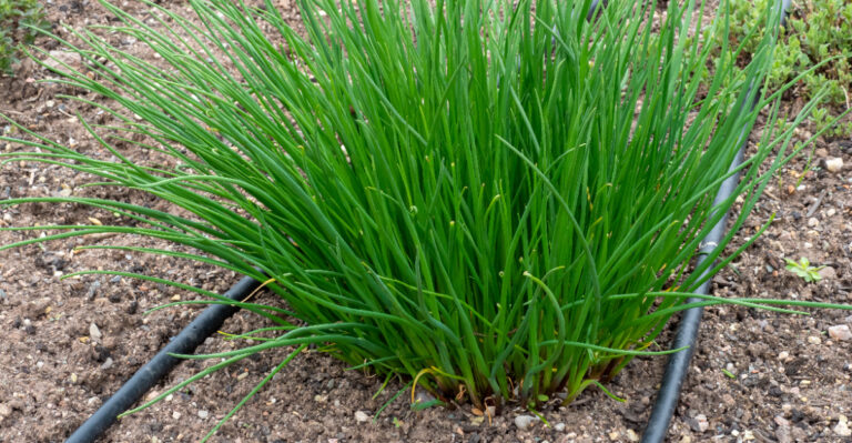 chives