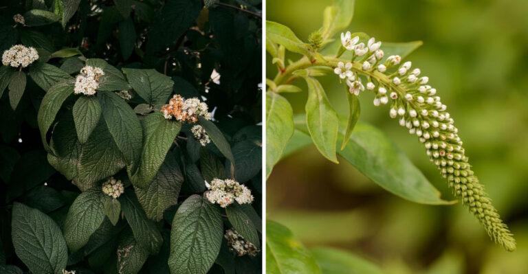8 Privacy Plants Virginia Gardeners Are Choosing Over Arborvitae That Deer Avoid